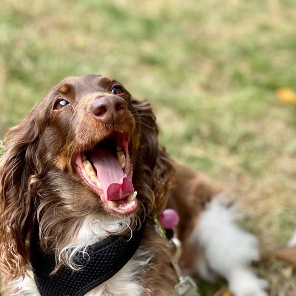 Meet Your Posher, Rinnie - Picture 3 of 5